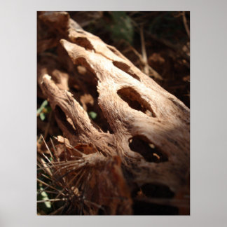 Póster Cactus Bone