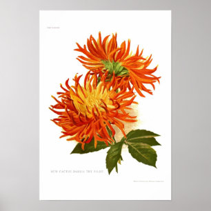 Póster Cactus Dahlia