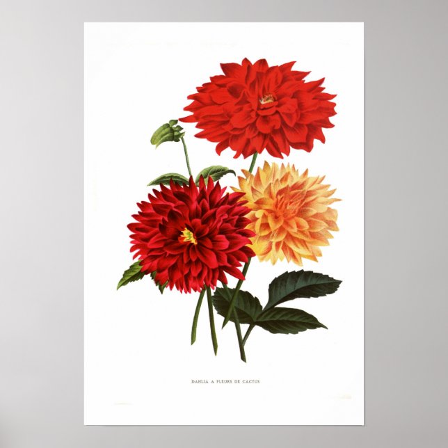 Póster Cactus Dahlias (Frente)
