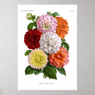 Póster Cactus Dahlias