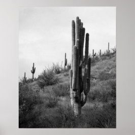 Poster Cactus Espesso Preto e Branco 16x20