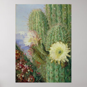 Poster  Cactus  Exotic Landscape by Marianne North