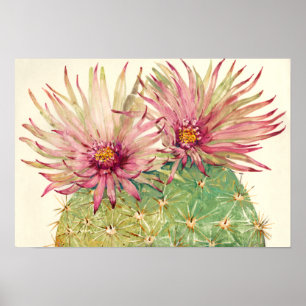 Póster Cactus - Flores Rosa