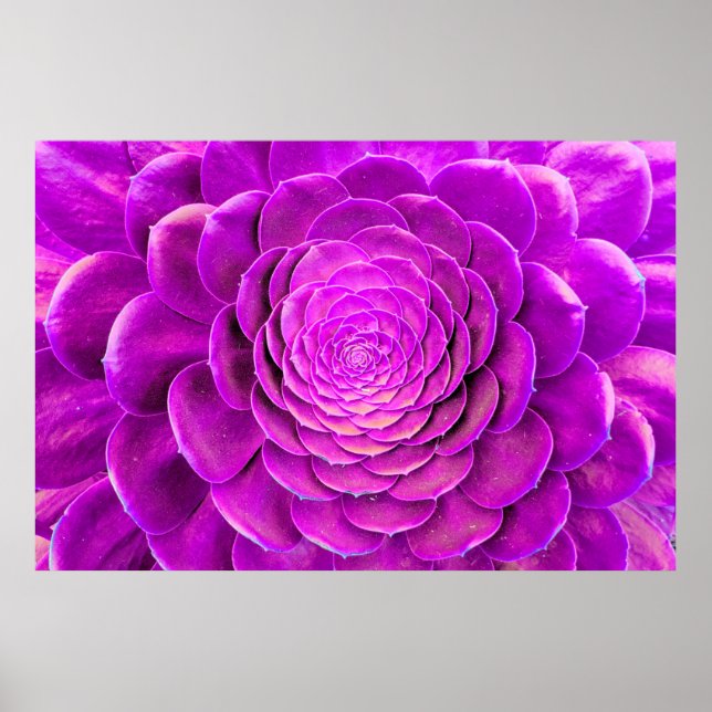 Poster Cactus floresce design (Frente)