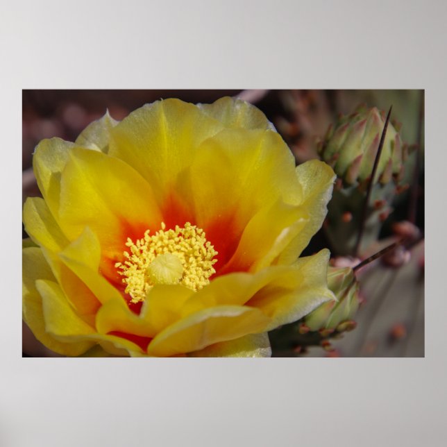 Poster cactus florescente (Frente)