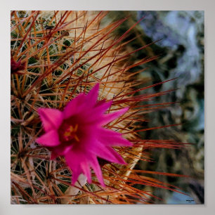 Poster Cactus Flower