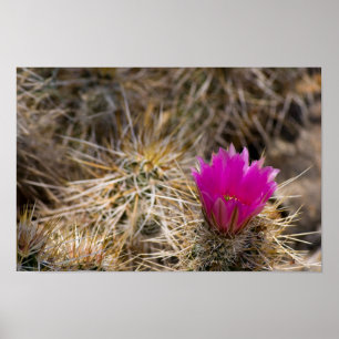 Poster Cactus Flower