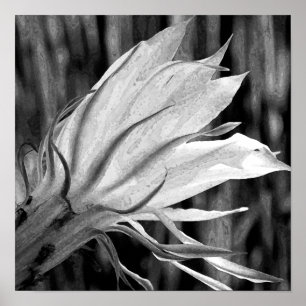 Poster Cactus Flower