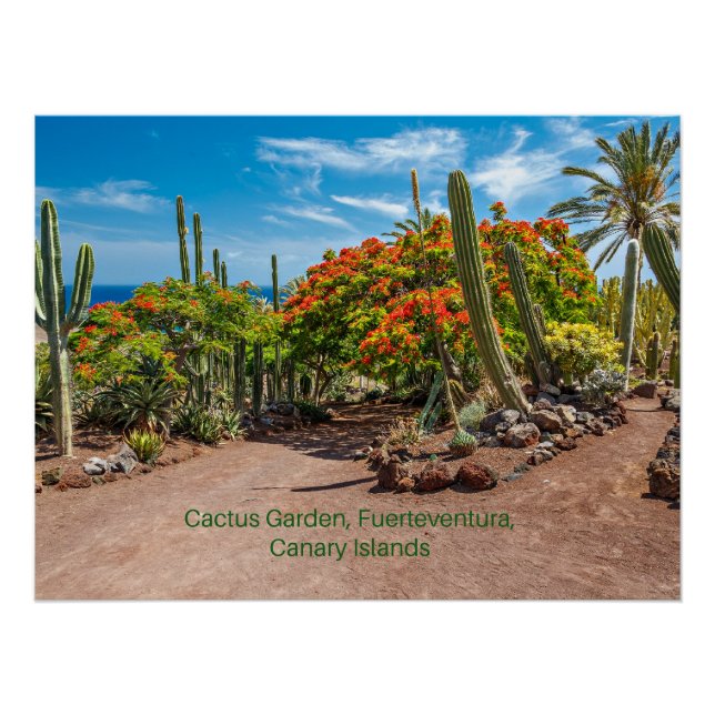 Póster Cactus Garen, Fuerteventura, Ilhas Canárias, (Frente)
