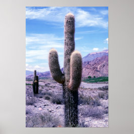 Poster Cactus na província de Jujuy - Norte Argentina.