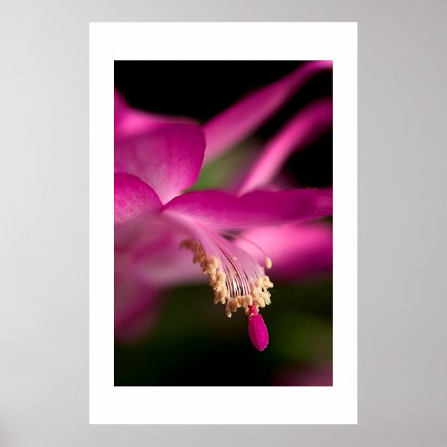 Poster Cactus Natal (Frente)