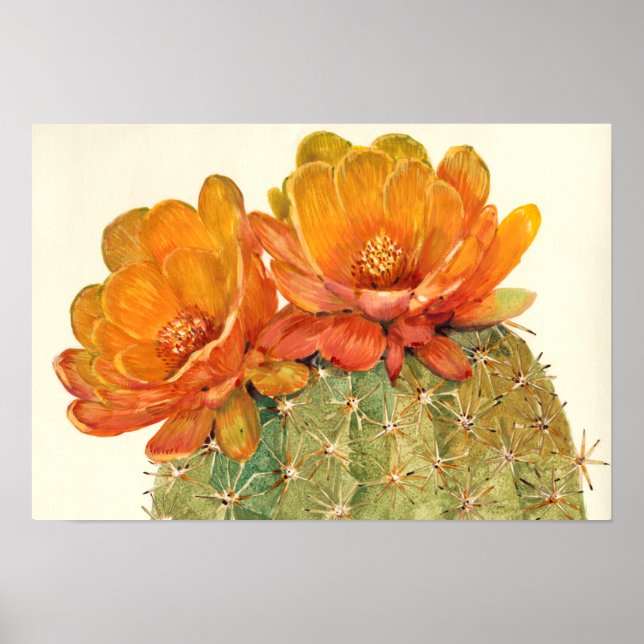 Poster Cactus Orange Blossoms (Frente)