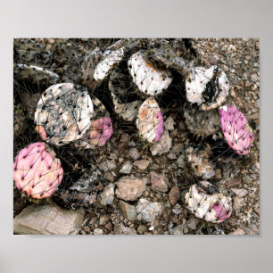 Poster Cactus Rosa morto