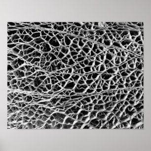 Póster Cactus Skeleton