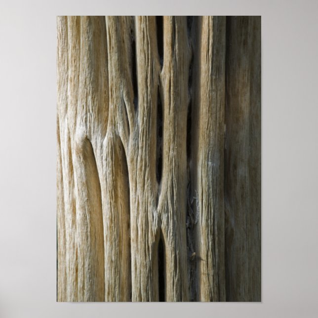 Póster Cactus Skeleton (Frente)