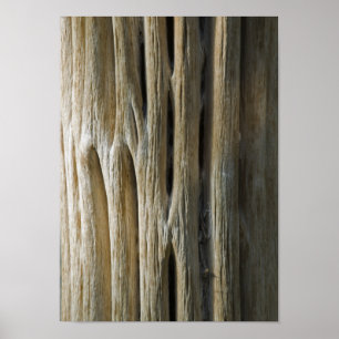 Póster Cactus Skeleton