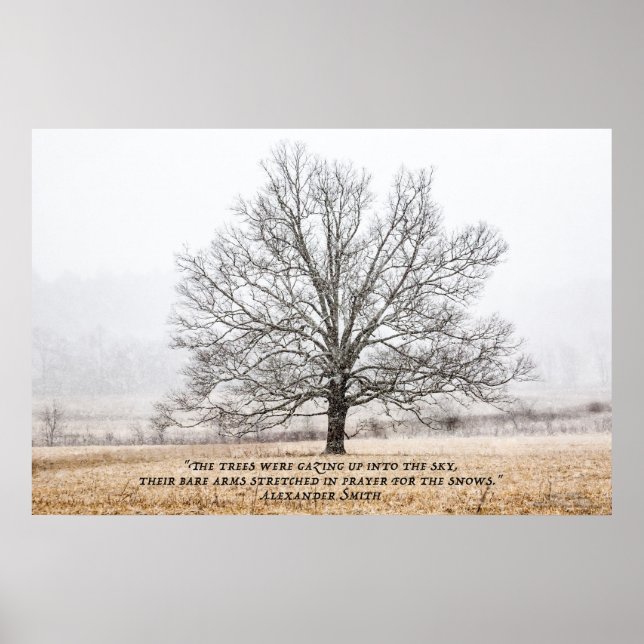 Poster Cades Cove in the Snow (Frente)