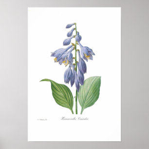 Póster Caerulea do Hemerocallis (Hosta)