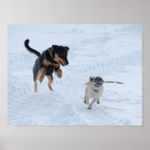 Cães Brincando na Neve