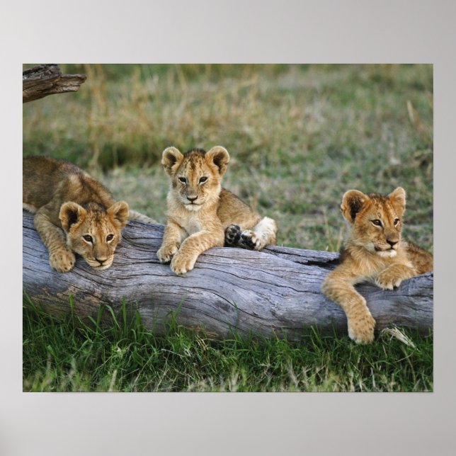 Póster Cães de leões em log, Panthera leo, Masai Mara, 2 (Frente)