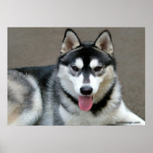Póster Cães do Malamute do Alasca