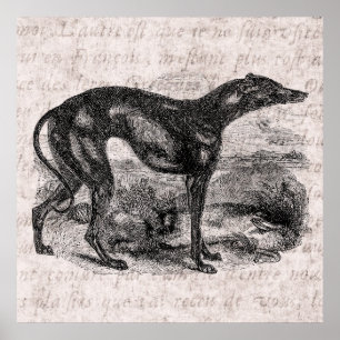 Póster Cães dos galgos dos 1800s do cão do galgo do