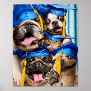 Poster Cães e Gatos Graduados em Cabine de Fotos