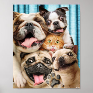 Poster Cães e uma Foto de Grupo de Gatos