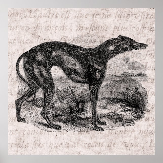 Póster Cães Greyhound 1800s Cães Greyhounds (Frente)