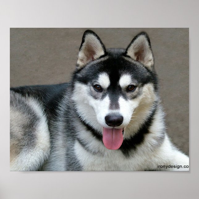 Póster Cães Malamute do Alasca (Frente)