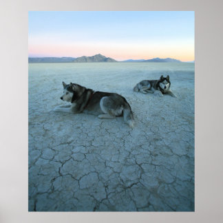 Póster Cães Siberianos Husky, Aquecimento Global