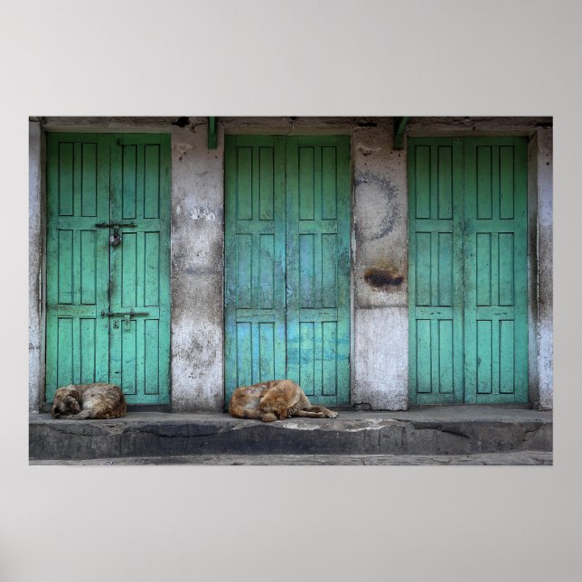 Poster Cães vadios em frente a portas verdes sujas (Frente)