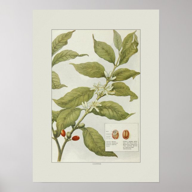 Poster Café (Frente)