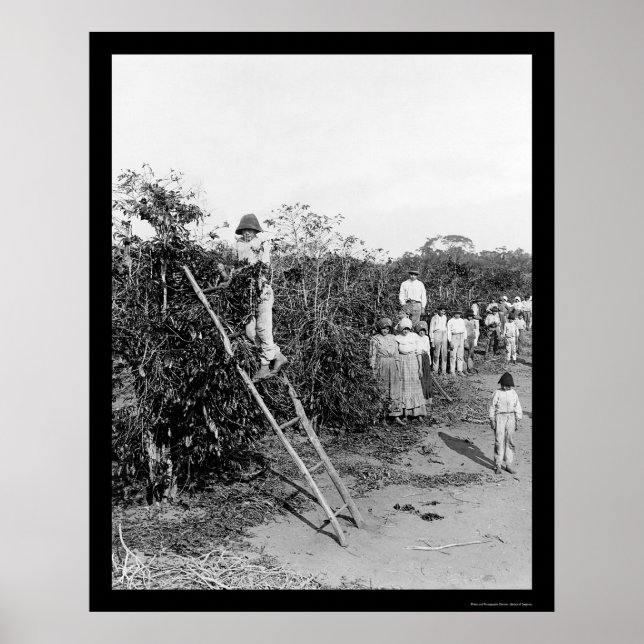 Poster Café Berry Pickers no Brasil 1911 (Frente)
