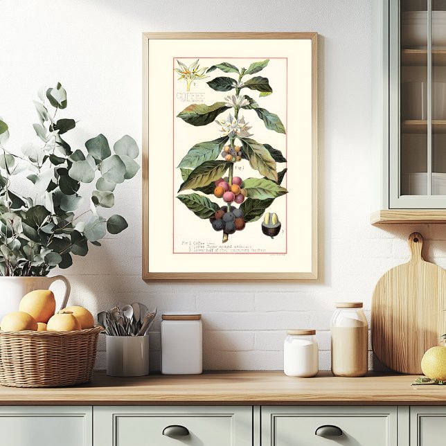 POSTER CAFÉ - ILUSTRAÇÃO BOTÂNICA VINTAGE (Criador carregado)
