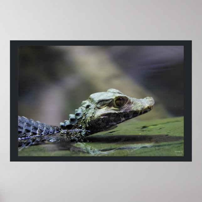 Poster Caiman sul-americano (Frente)