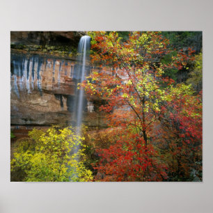 Póster Caipira, ácer do ápice