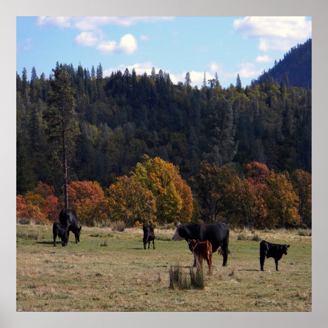 Poster Cair cores com o rebanho... (Frente)