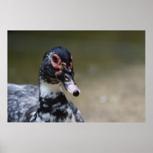 Póster Cairina moschata domestica