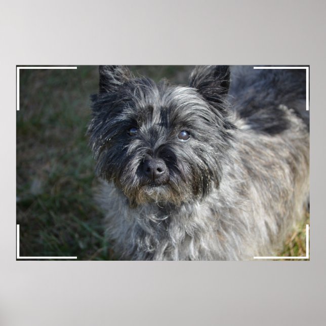 Poster Cairn Terrier Face (Frente)