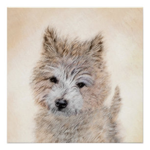 Póster Cairn Terrier Puppy Painting - Arte Original De Cã