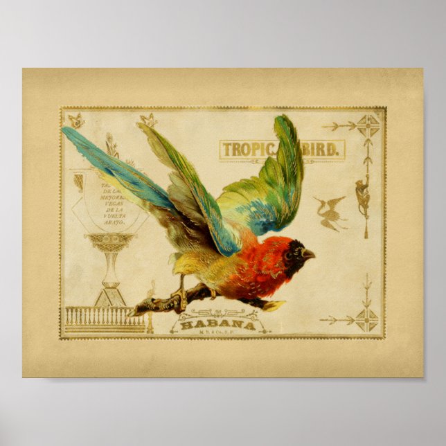Poster Caixa de Charutos de Aves Tropicais (Frente)