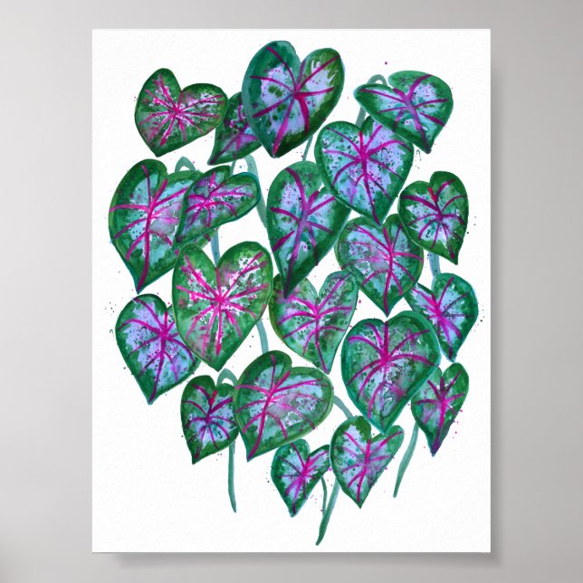 Poster Caládios Coloridos Cor de Água Verde Rosa (Frente)