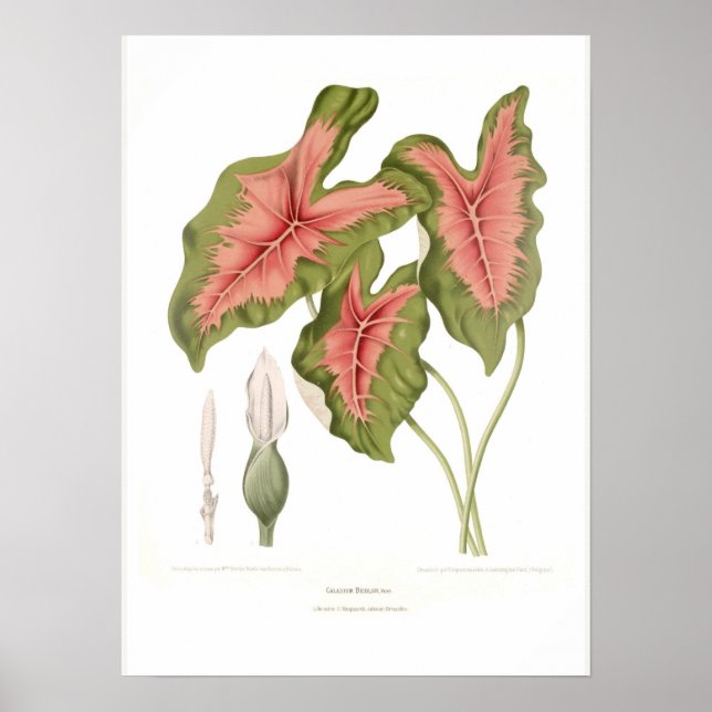 Poster Caladium bicolor (Frente)