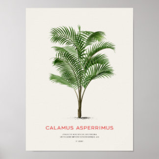 Poster Calamus Asperrimus - Palm Tree