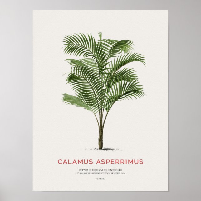 Poster Calamus Asperrimus - Palm Tree (Frente)