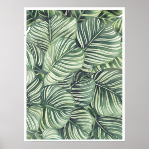 Poster Calathea Orbifolia Hidrocloridrato