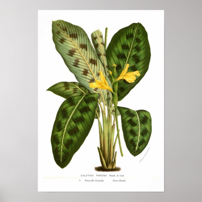 Poster Calathea pardina (Frente)