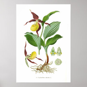 Póster Calceolus de Cyprepedium