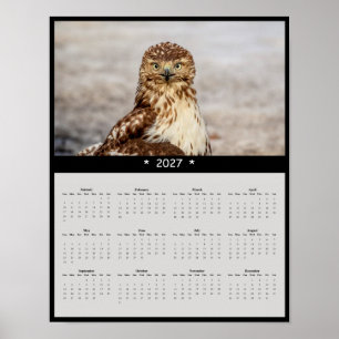 Poster Calendário de Parede do Falcão-de-cauda-vermelha 2